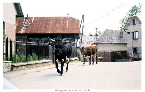 Cows on Main Road in Village